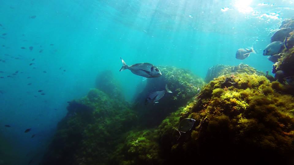Plongée dans la Réserve Naturelle Marine Cerbère Banyuls Dorade royale dans le réserve marine cerbère banyuls