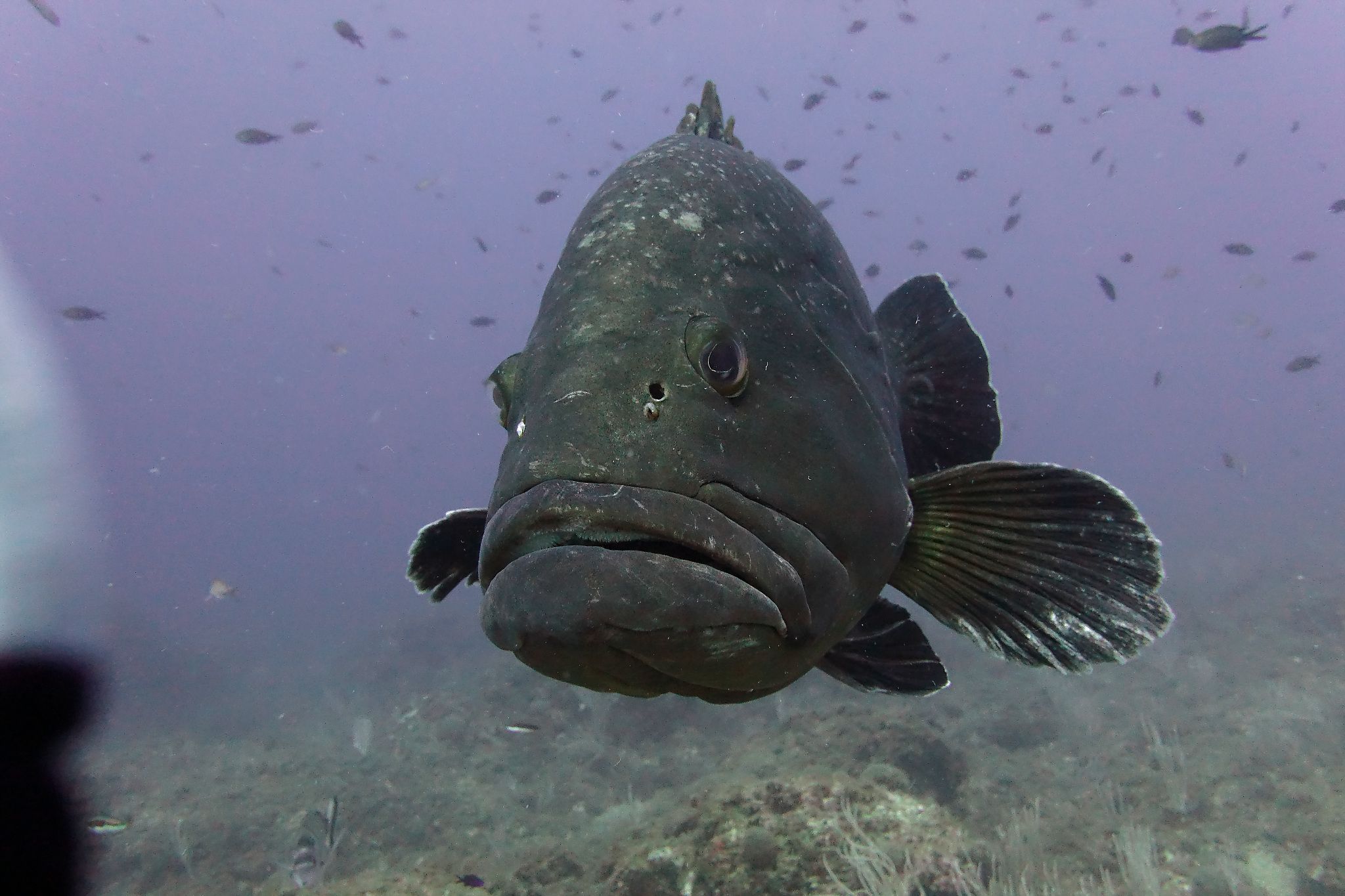 mérou réserve marine de banyuls-cerbère Grouper: Banyuls - Cerberus marine reserve France