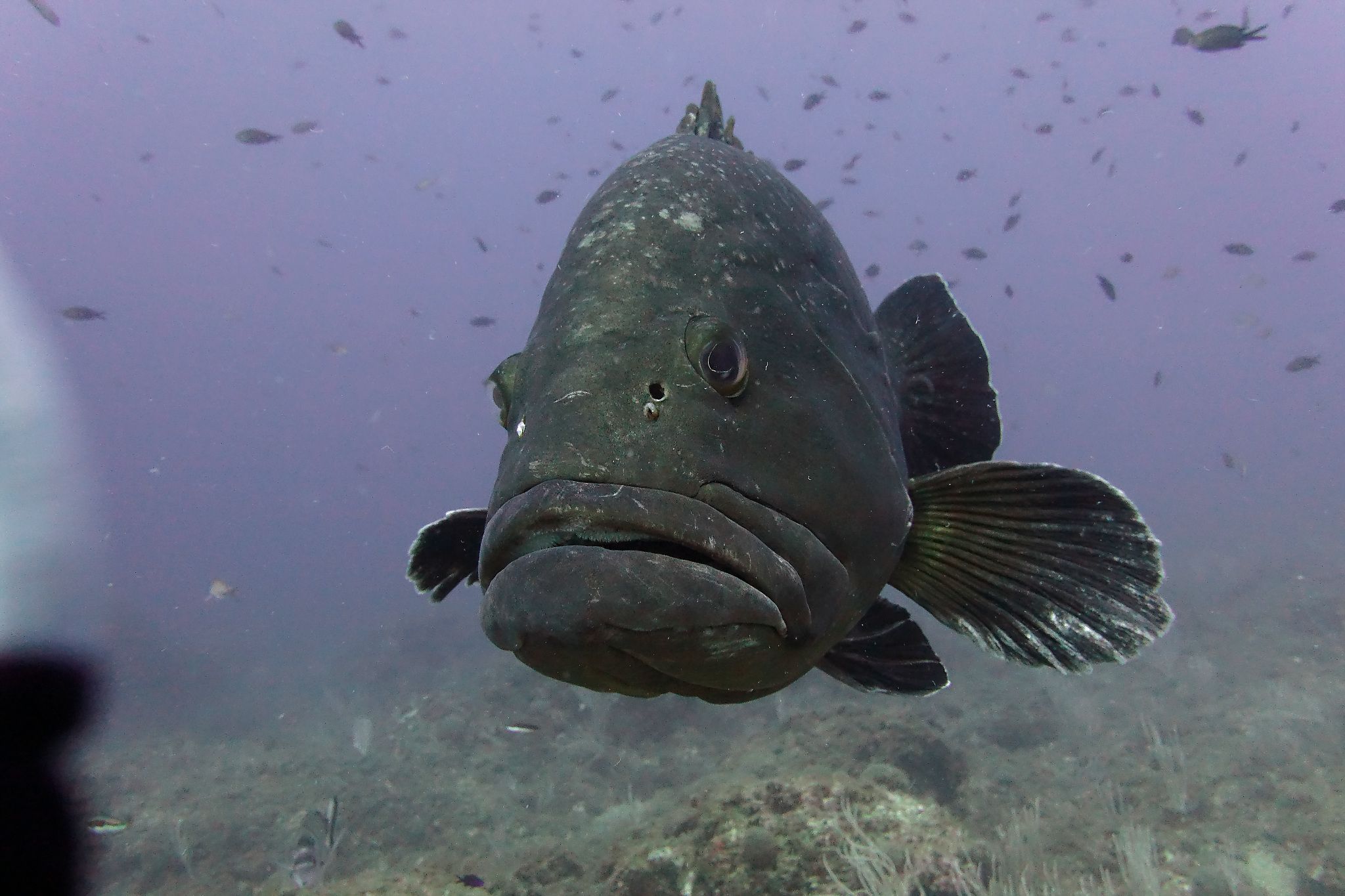 Grouper: Banyuls - Cerberus marine reserve France