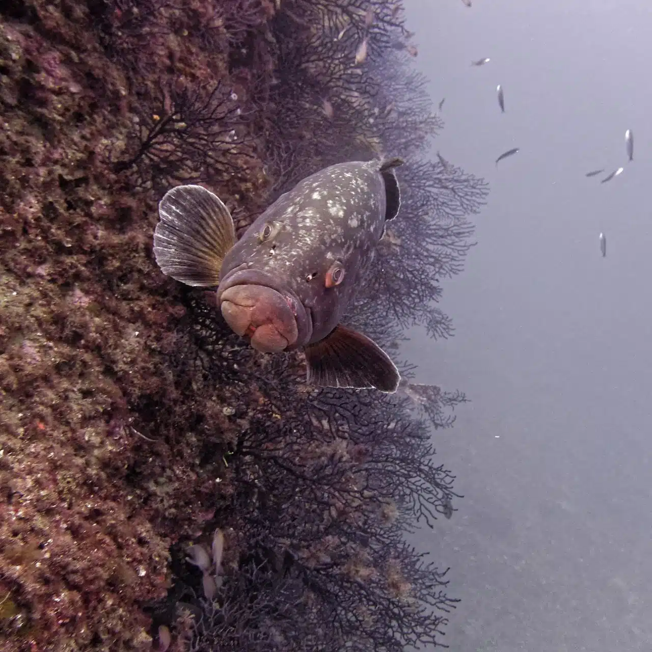 Mérou réserve naturelle marine de Cerbère-Banyuls, le dôme