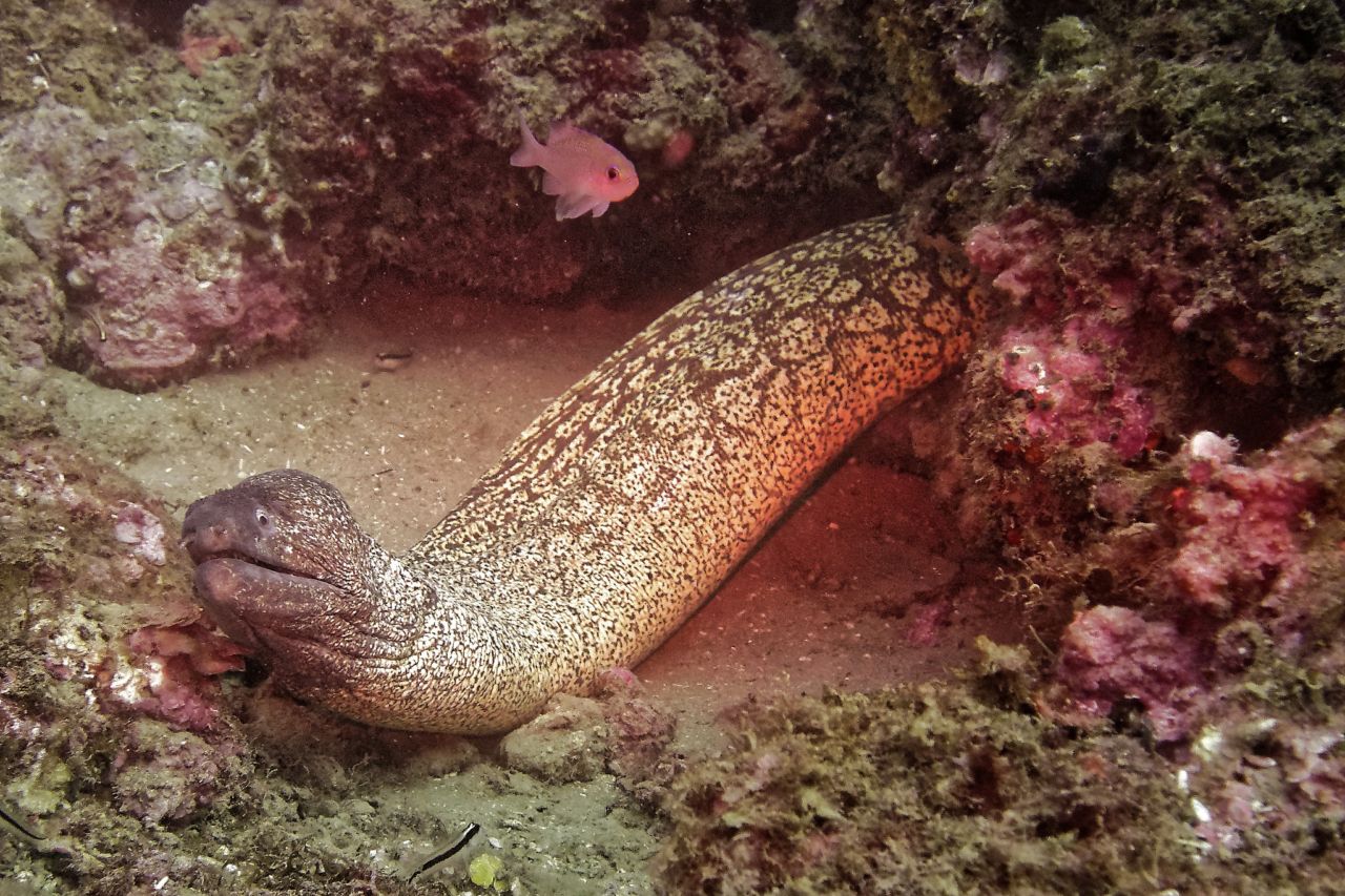 Moray eel at Cap Béar