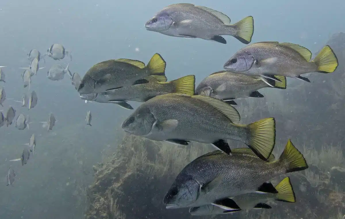 Corbs Commun réserve naturelle marine de Cerbère-Banyuls, les Tinyes