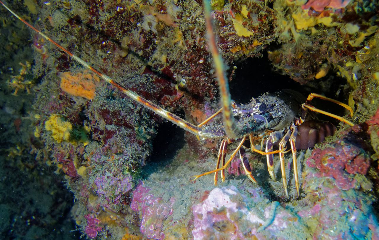 CAP Port Vendres Langouste lobster: marine reserve banyuls-cerbère France