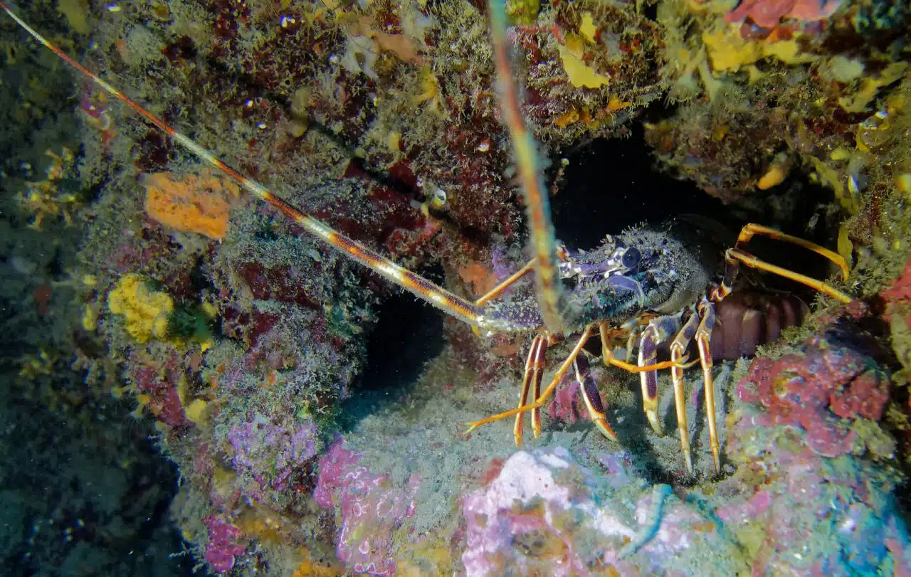 langouste rouge de méditerranée : réserve marine banyuls cerbère