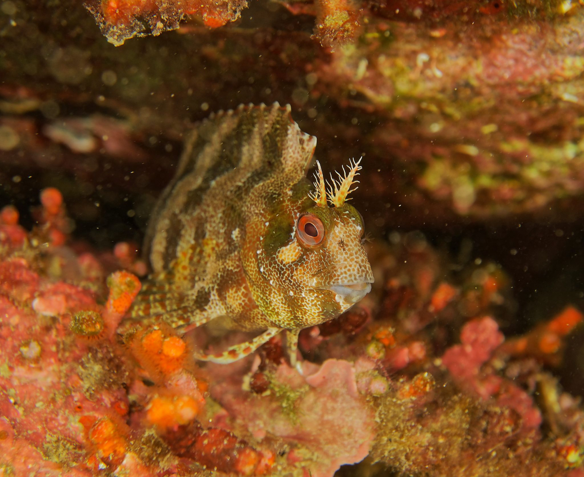 Blennie Blennie au cap béar