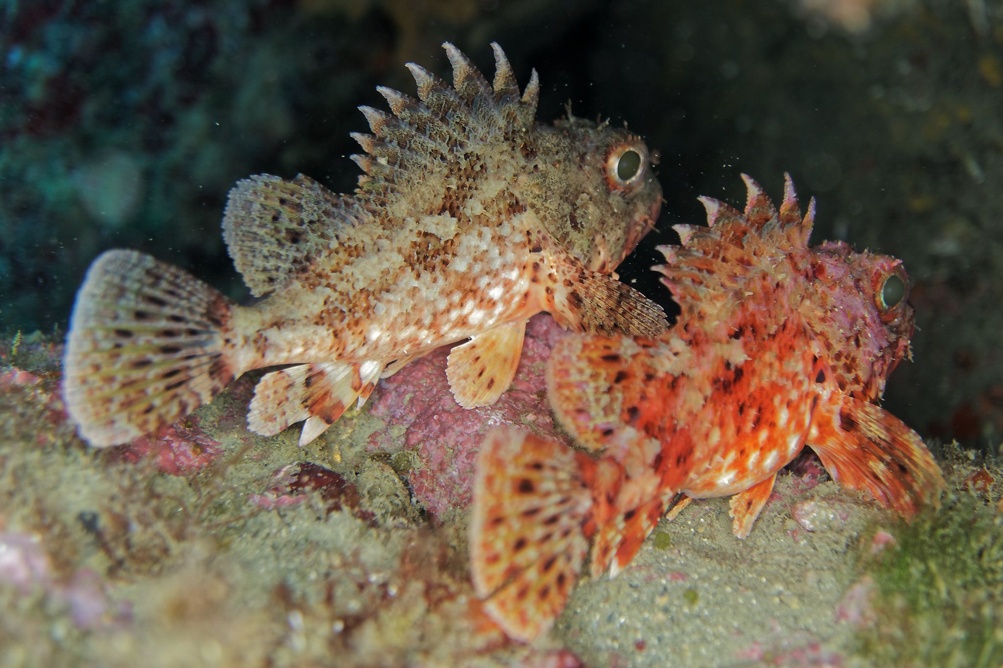 Rascasses réserve marine banyuls cerbère