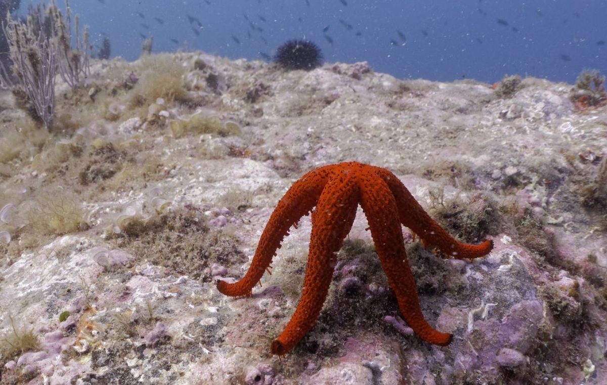 Echinaster sepositus réserve marine banyuls cerbère