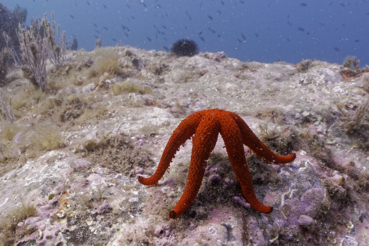 Echinaster sepositus marine reserve banyuls cerbère France