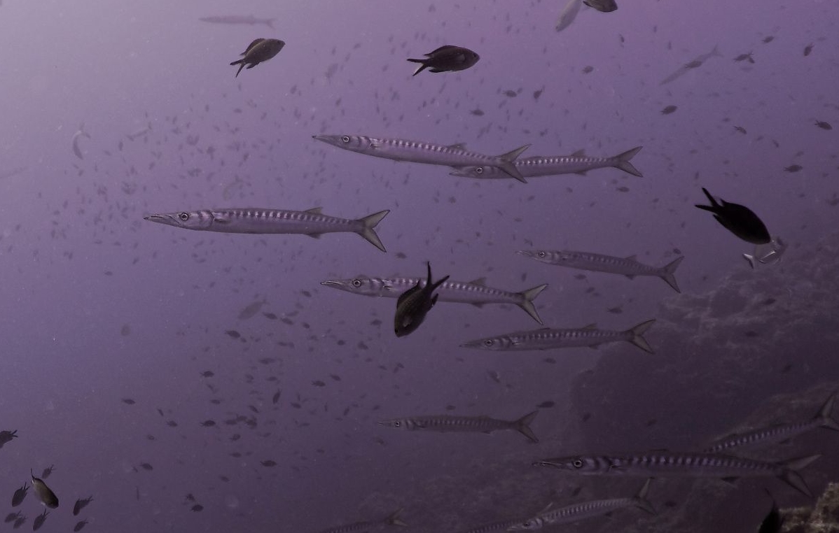 barracudas réserve marine banyuls cerbère