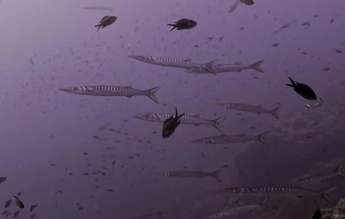 barracudas dans la réserve naturelle marine de Cerbère-Banyuls