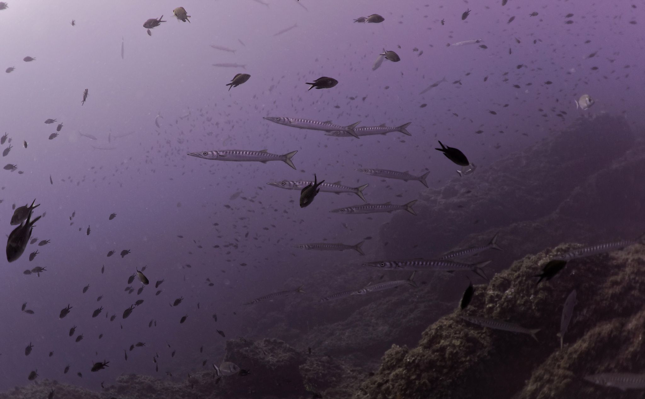 barracuda: marine reserve banyuls-cerbère France