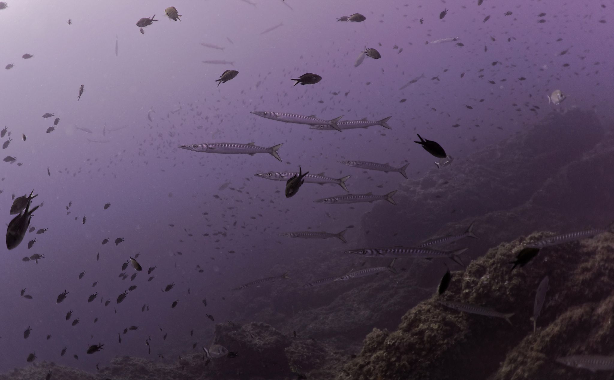 barracudas barracuda: marine reserve banyuls-cerbère France