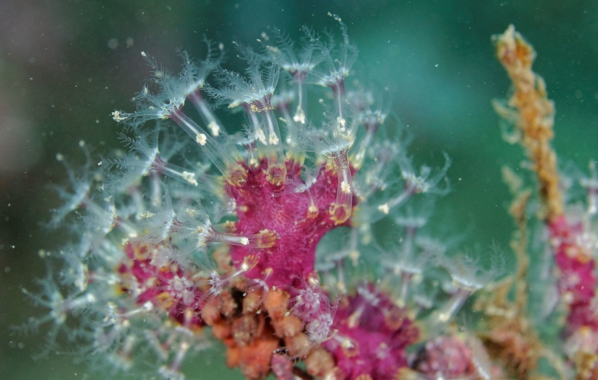 corail réserve marine banyuls cerbère