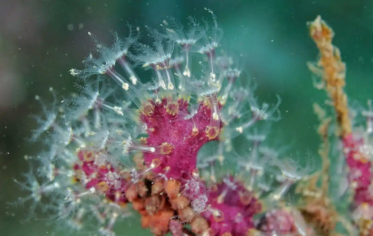 corail rouge réserve naturelle marine de Cerbère-Banyuls, le jardin aux gorgones