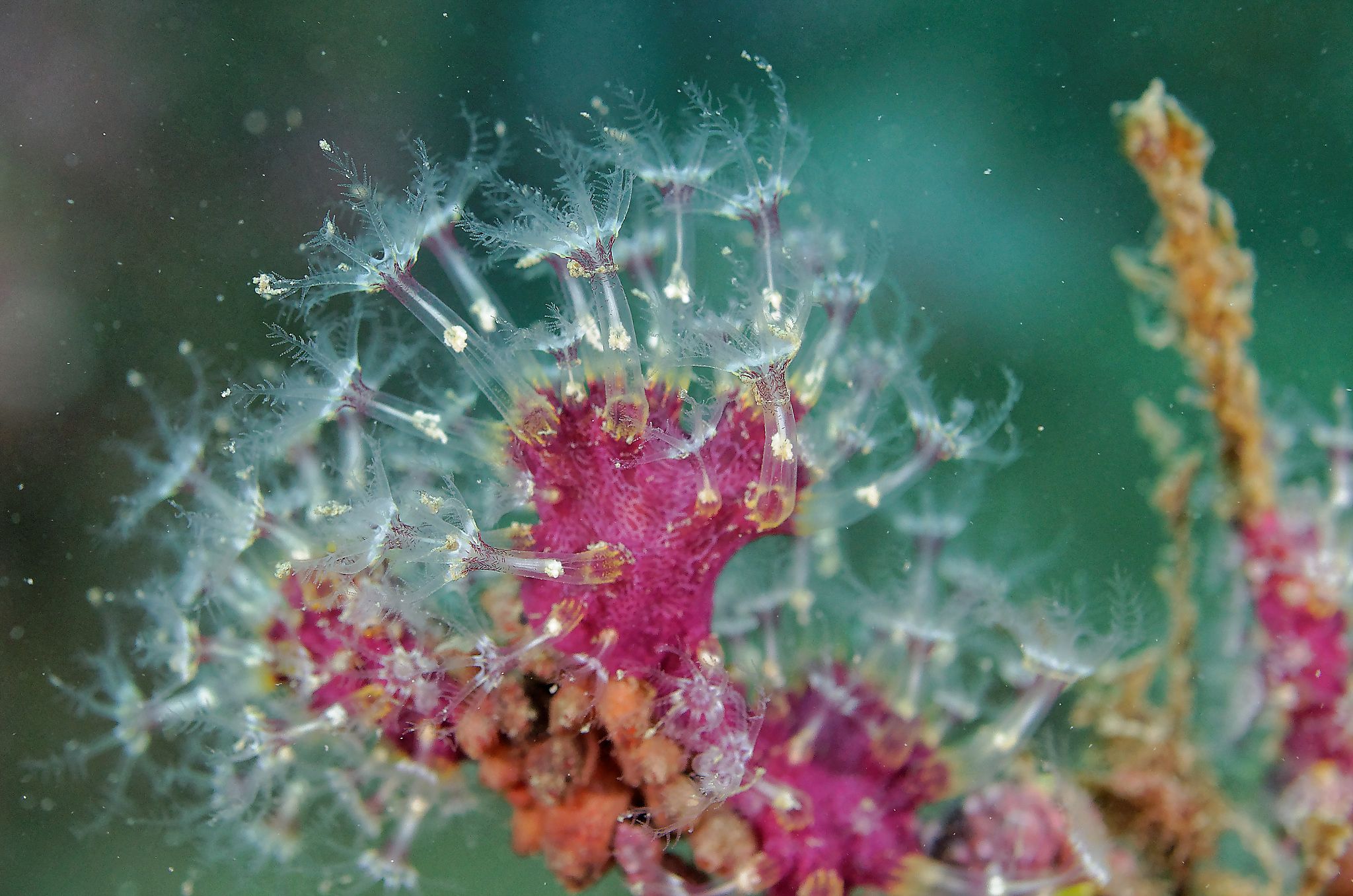 Corail coral marine reserve banyuls cerbère france