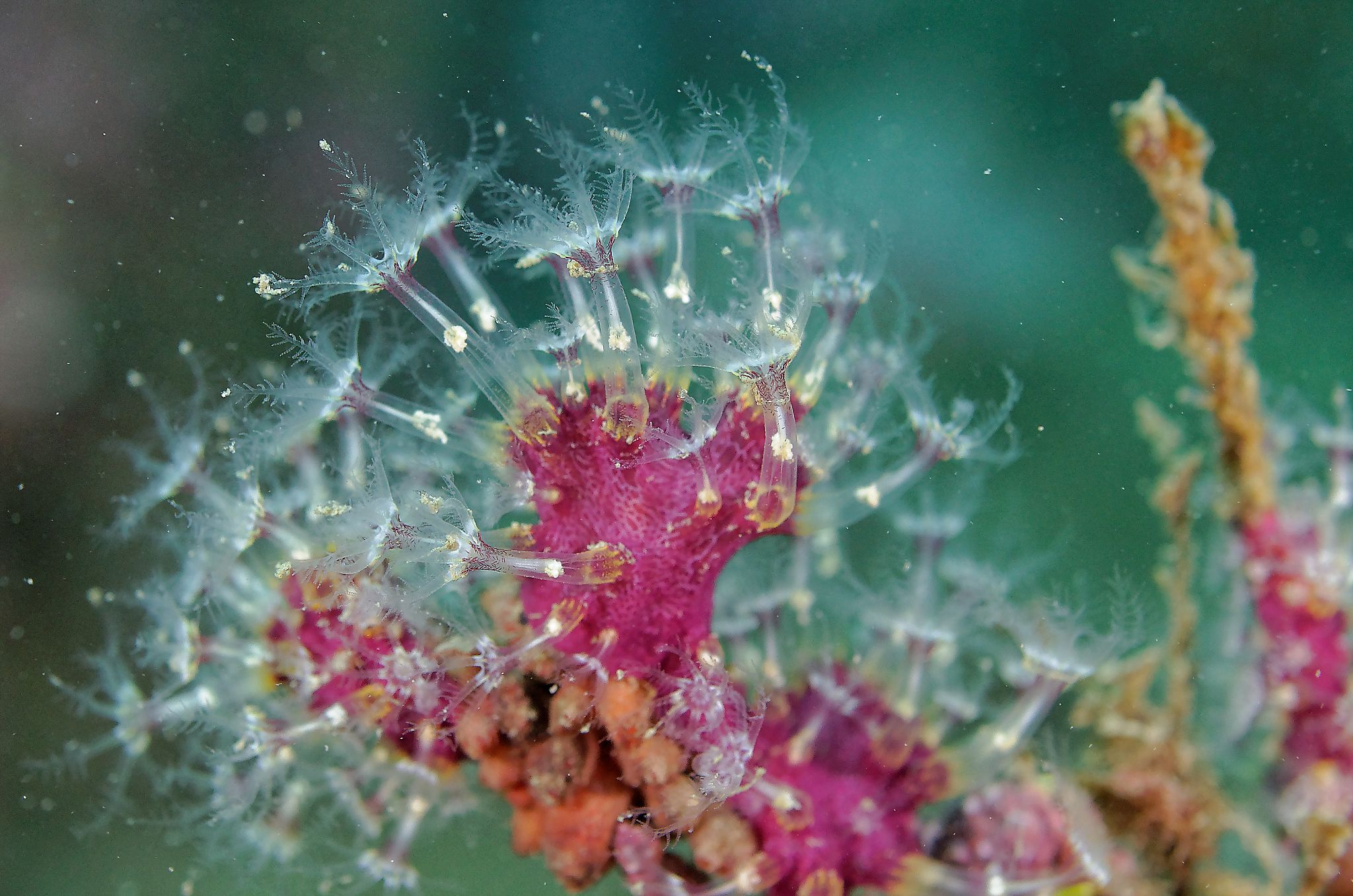 coral marine reserve banyuls cerbère france