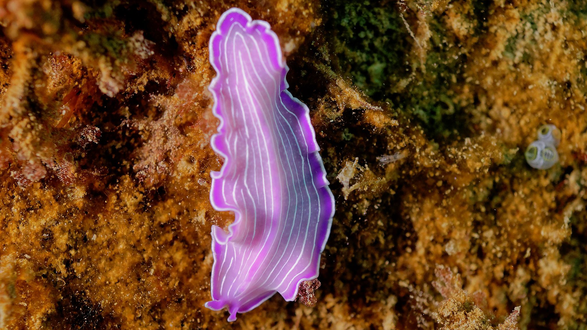 Nudibranche Chromodoris ssp - nudibrachia marine reserve banyuls cerbère France