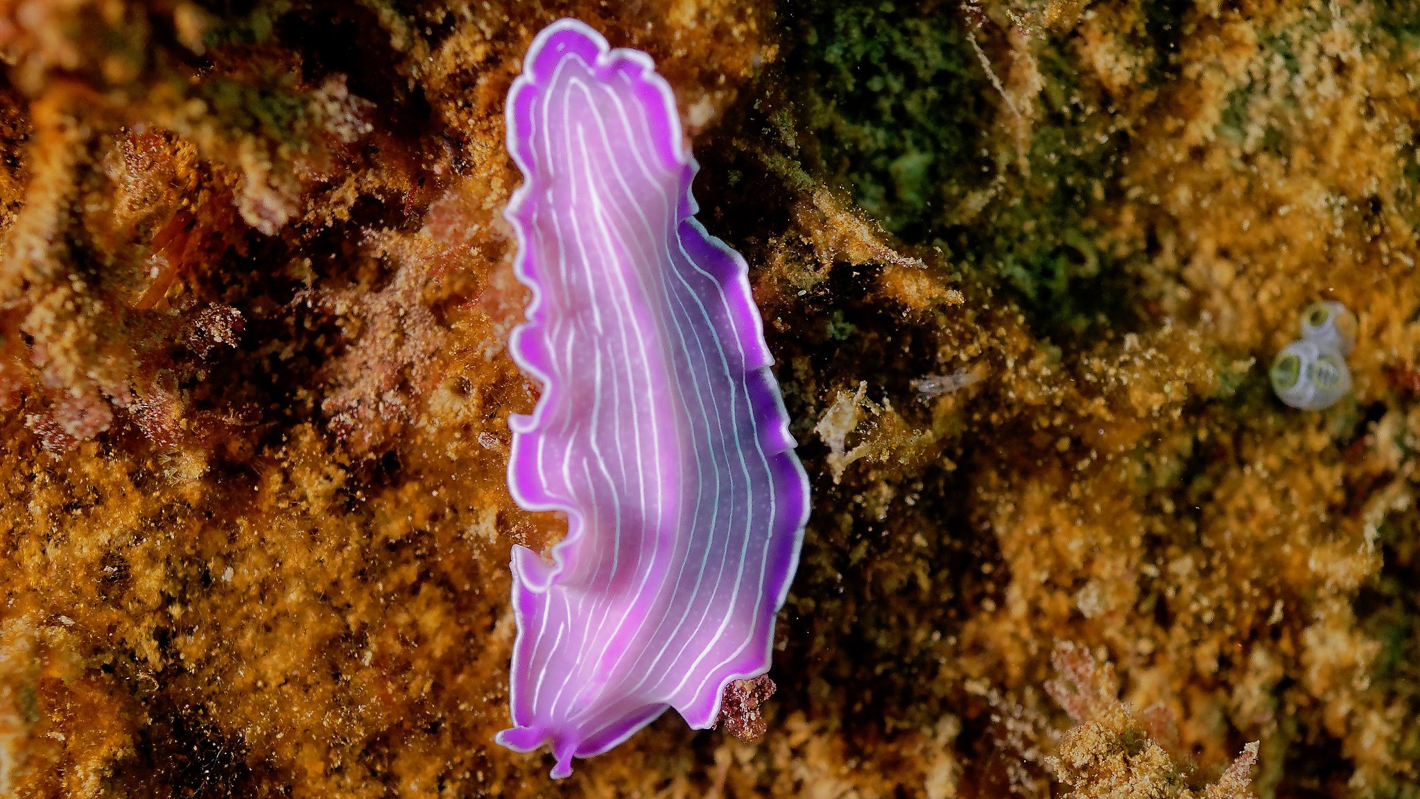 Chromodoris ssp - Nudibranche réserve marine banyuls cerbère