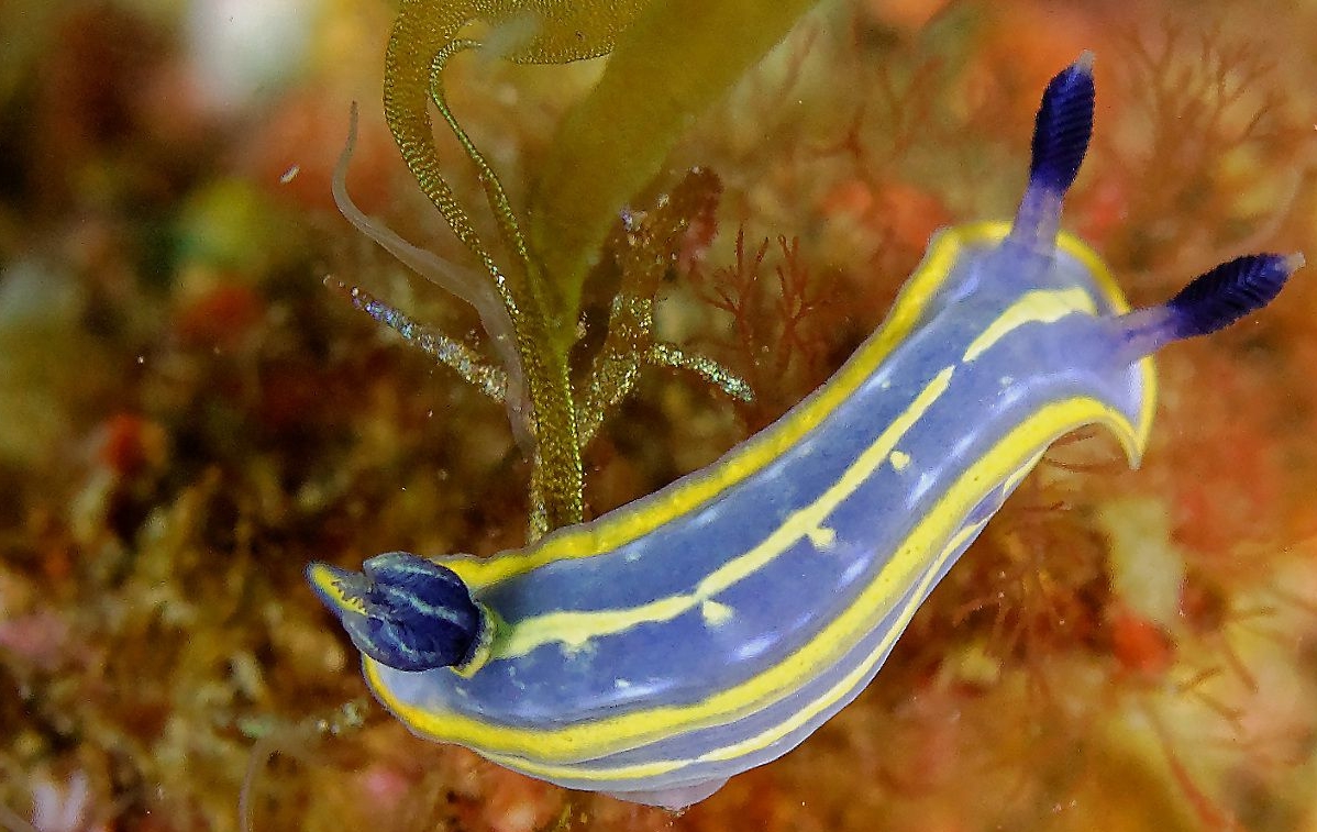 felimare bilineata - Nudibranche réserve marine banyuls cerbère