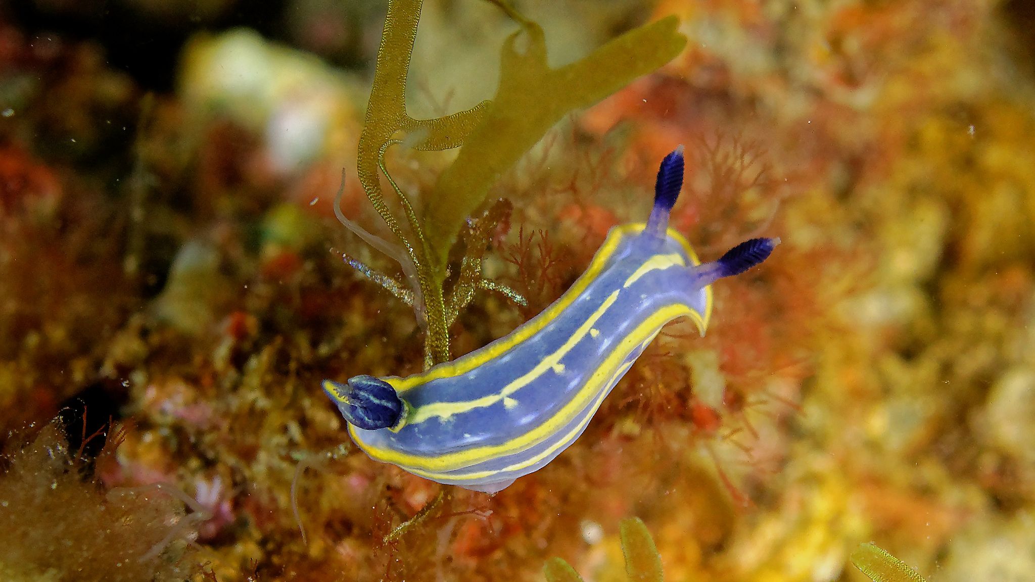 Nudibranche Chromodoris Willani - nudibrachia marine reserve banyuls cerbère France