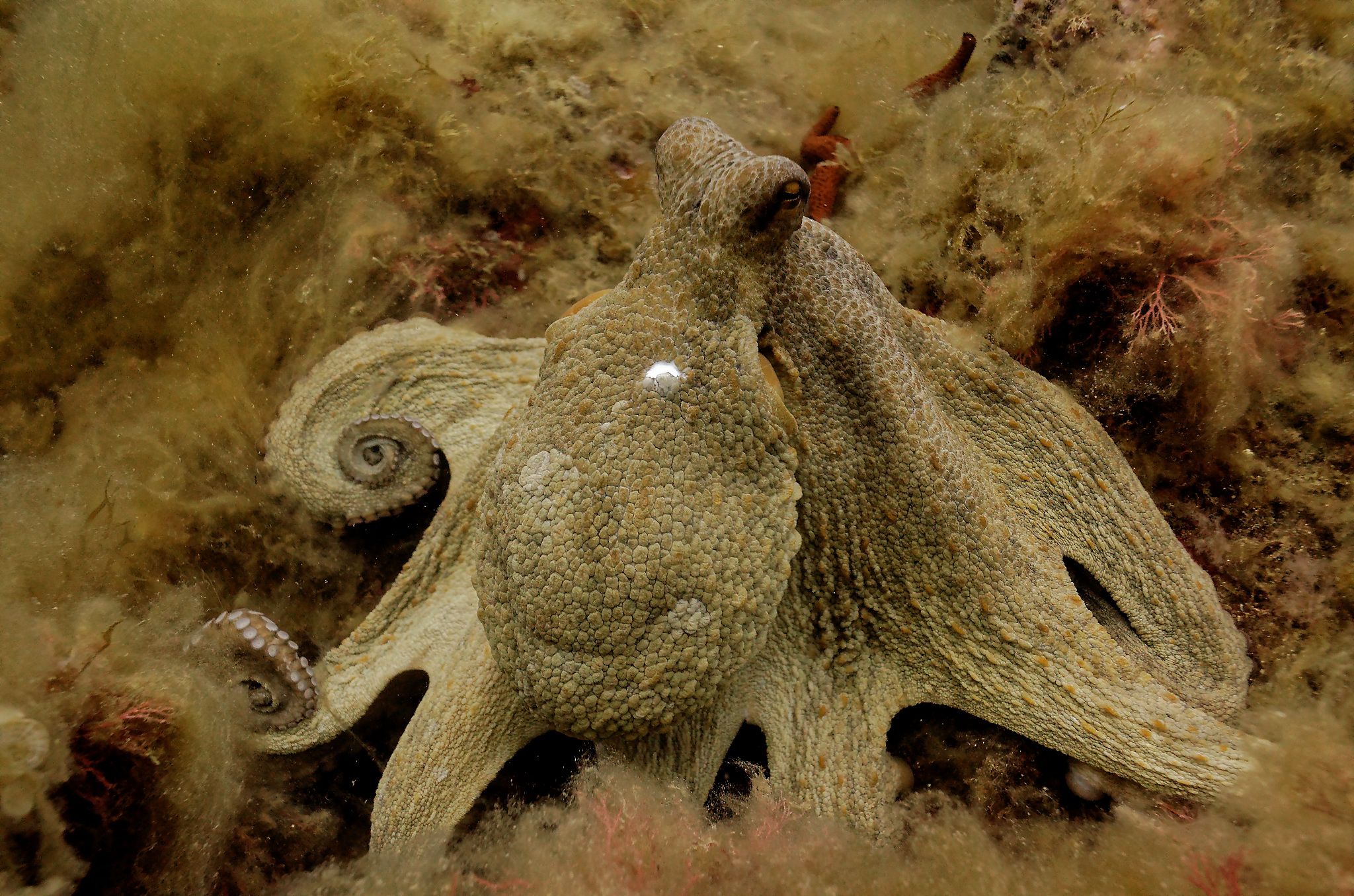 Octopus at the cape béar