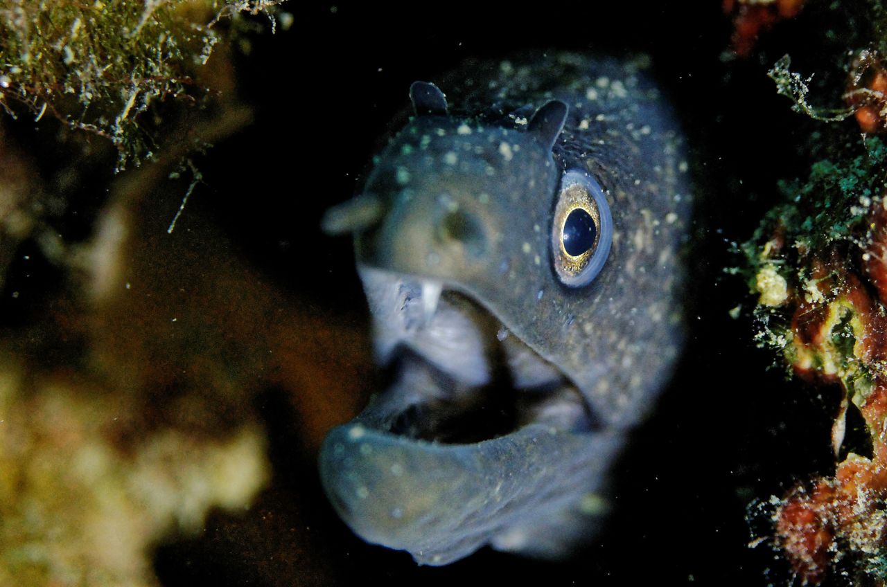 Murène Moray eel - banyuls cerbère marine reserve france
