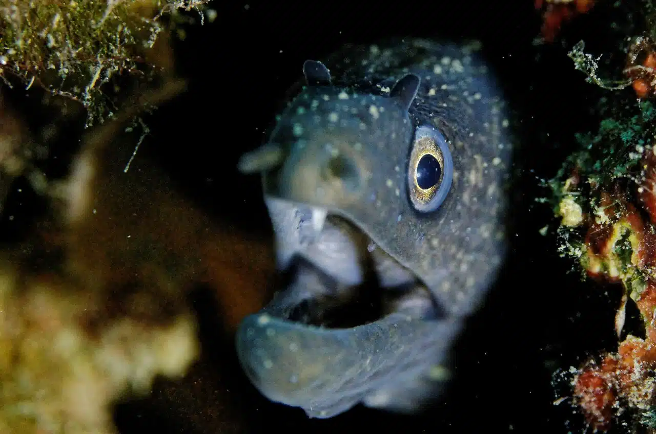 Murène - réserve naturelle marine de Cerbère-Banyuls