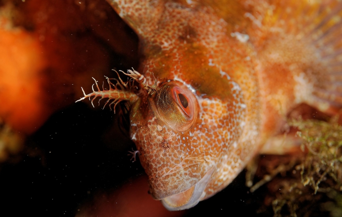 blennie réserve marine de banyuls-cerbère