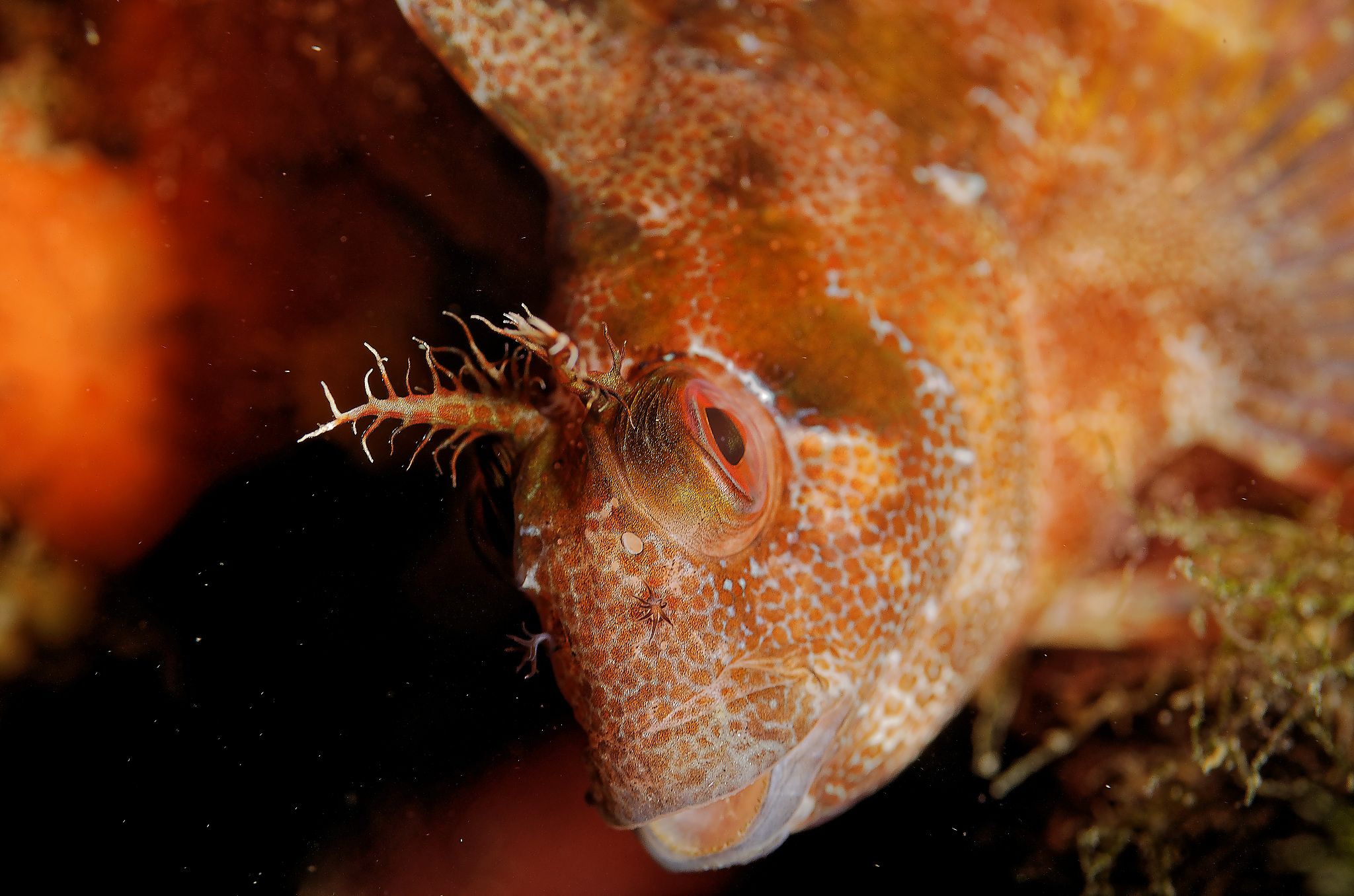 blennie banyuls-cerbère marine reserve france