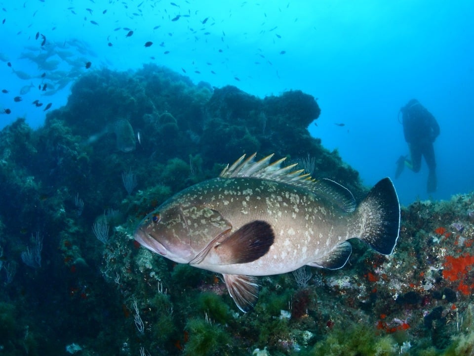 La réserve marine cerbère-banyuls 