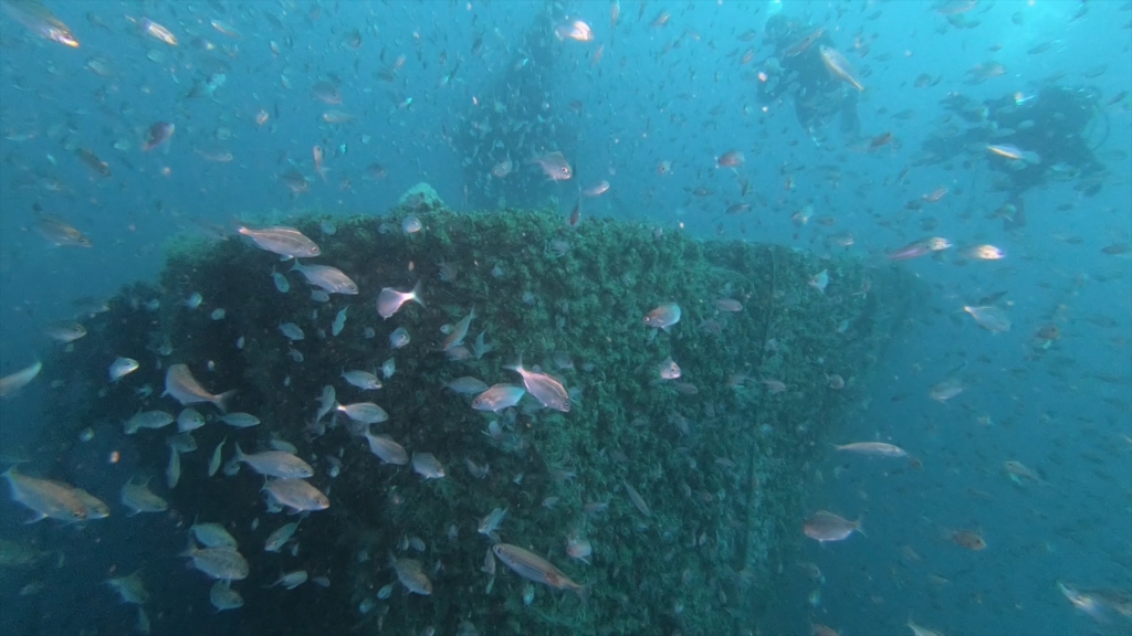 Anthias sur le bananier