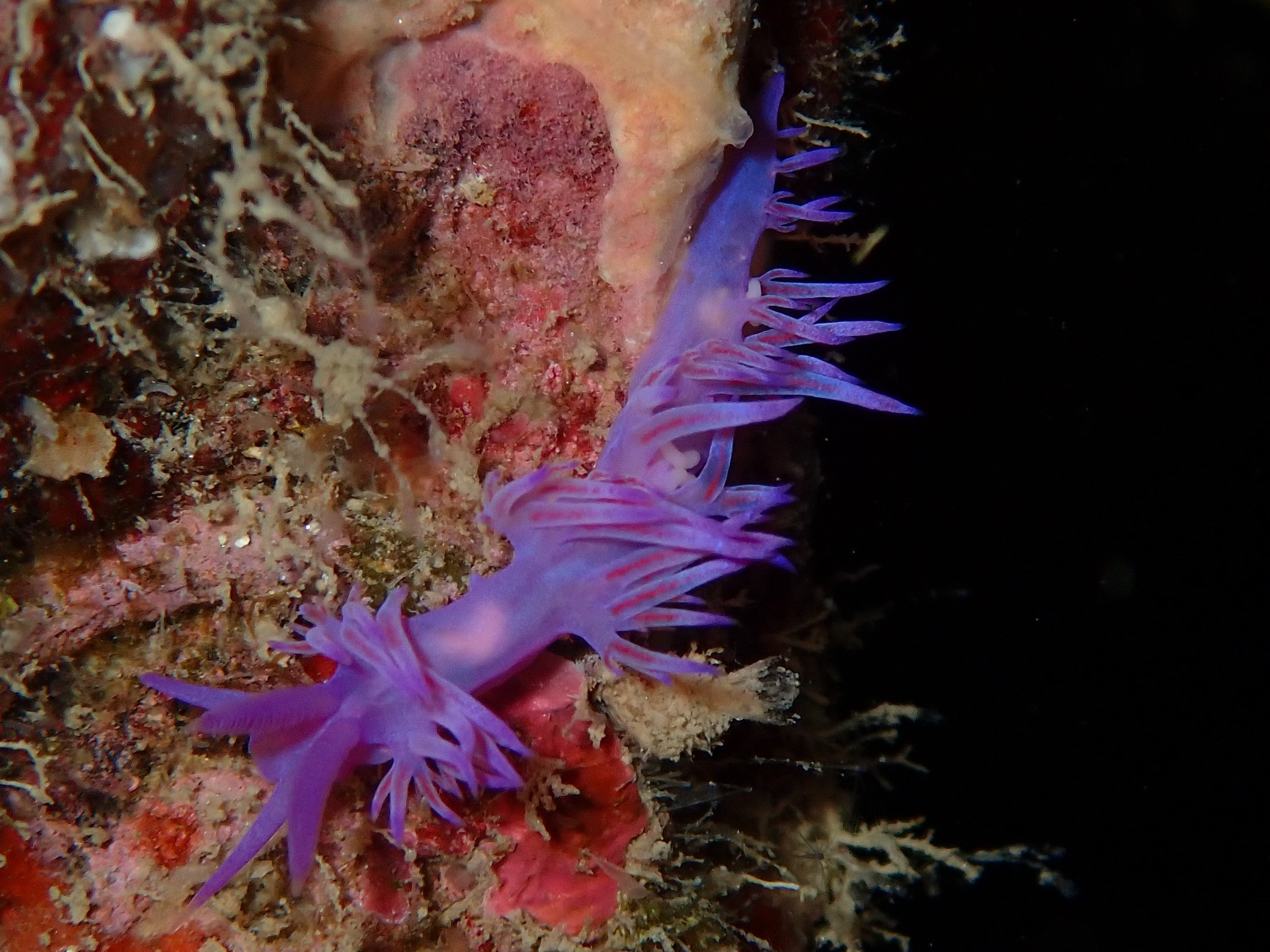 nudibranche flabelline mauve (Flabellina affinis)