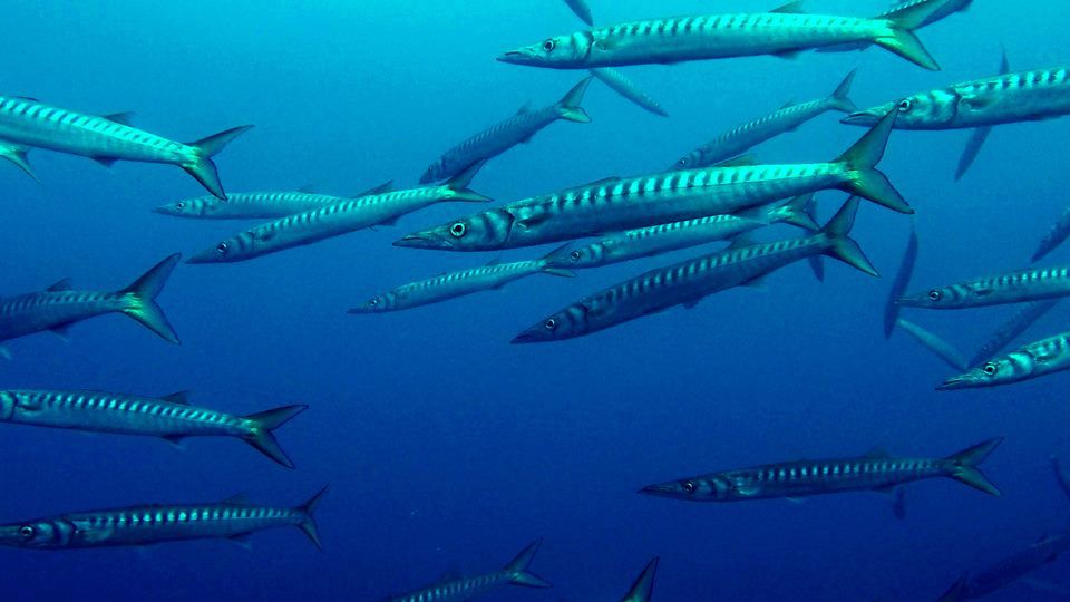 barracudas barracudas réserve marine banyuls cerbère