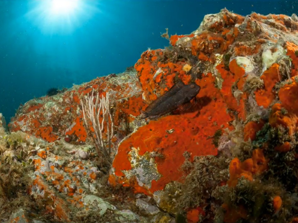 blennie : réserve marine banyuls cerbère