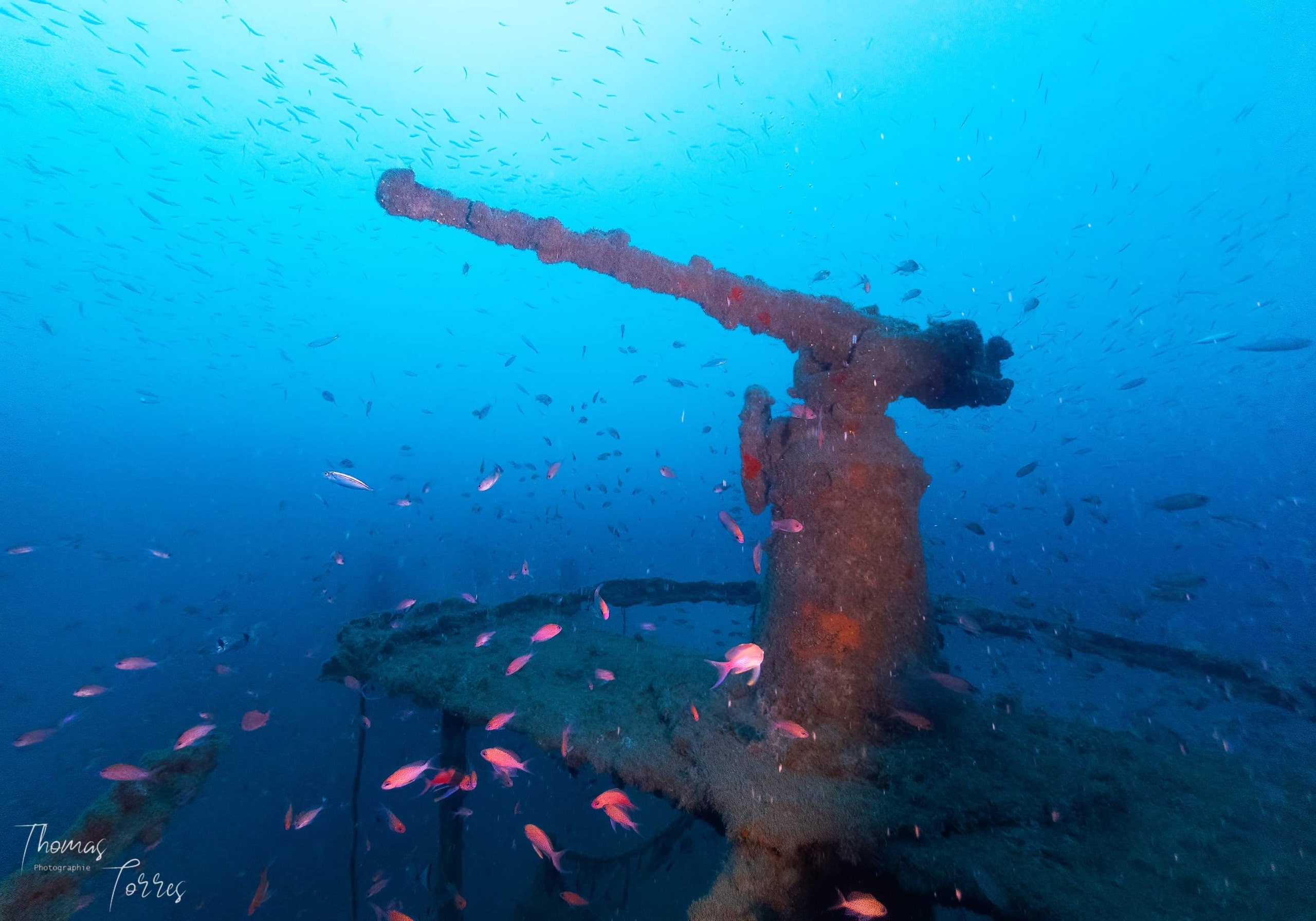 The Saumur cannon