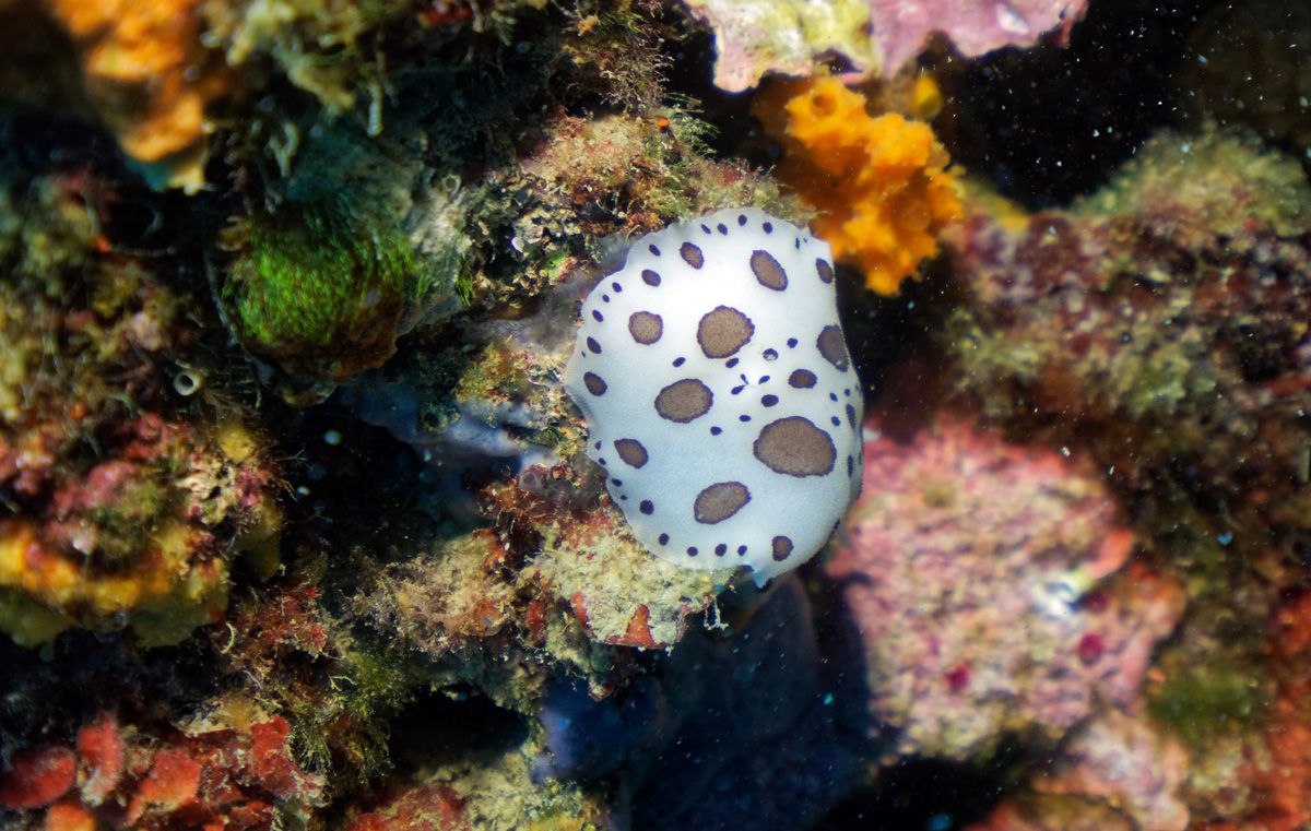 Doris Dalmatien - Nudibranche réserve marine banyuls cerbère