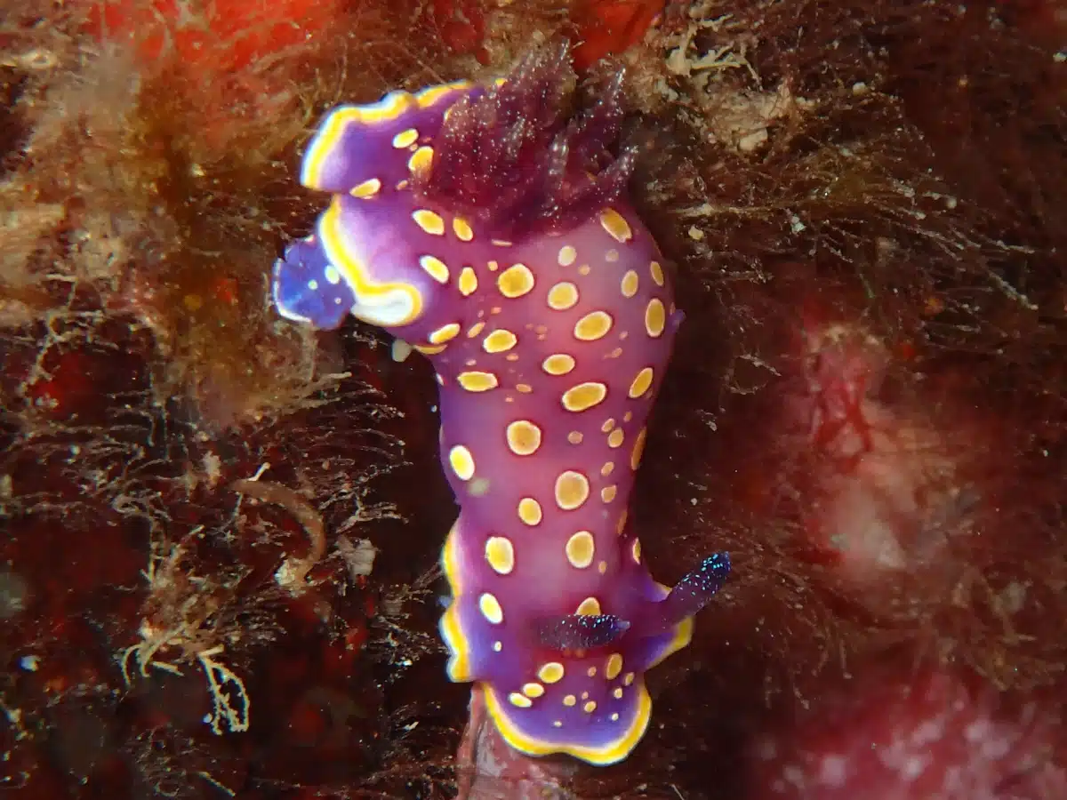 doris tachetée mauve plongée dans réserve naturelle marine de Cerbère-Banyuls - Cap Abeille