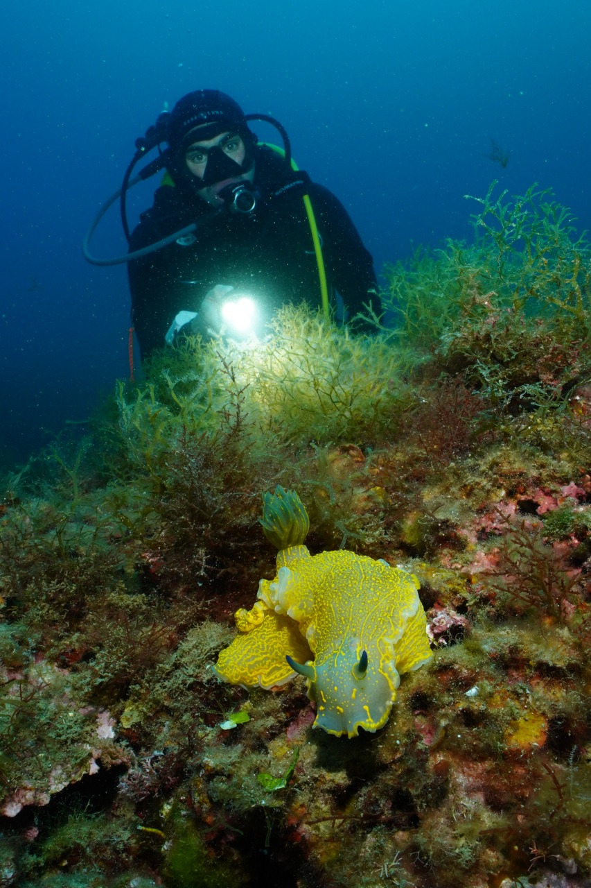 jellyfish - banyuls-cerbère marine reserve 