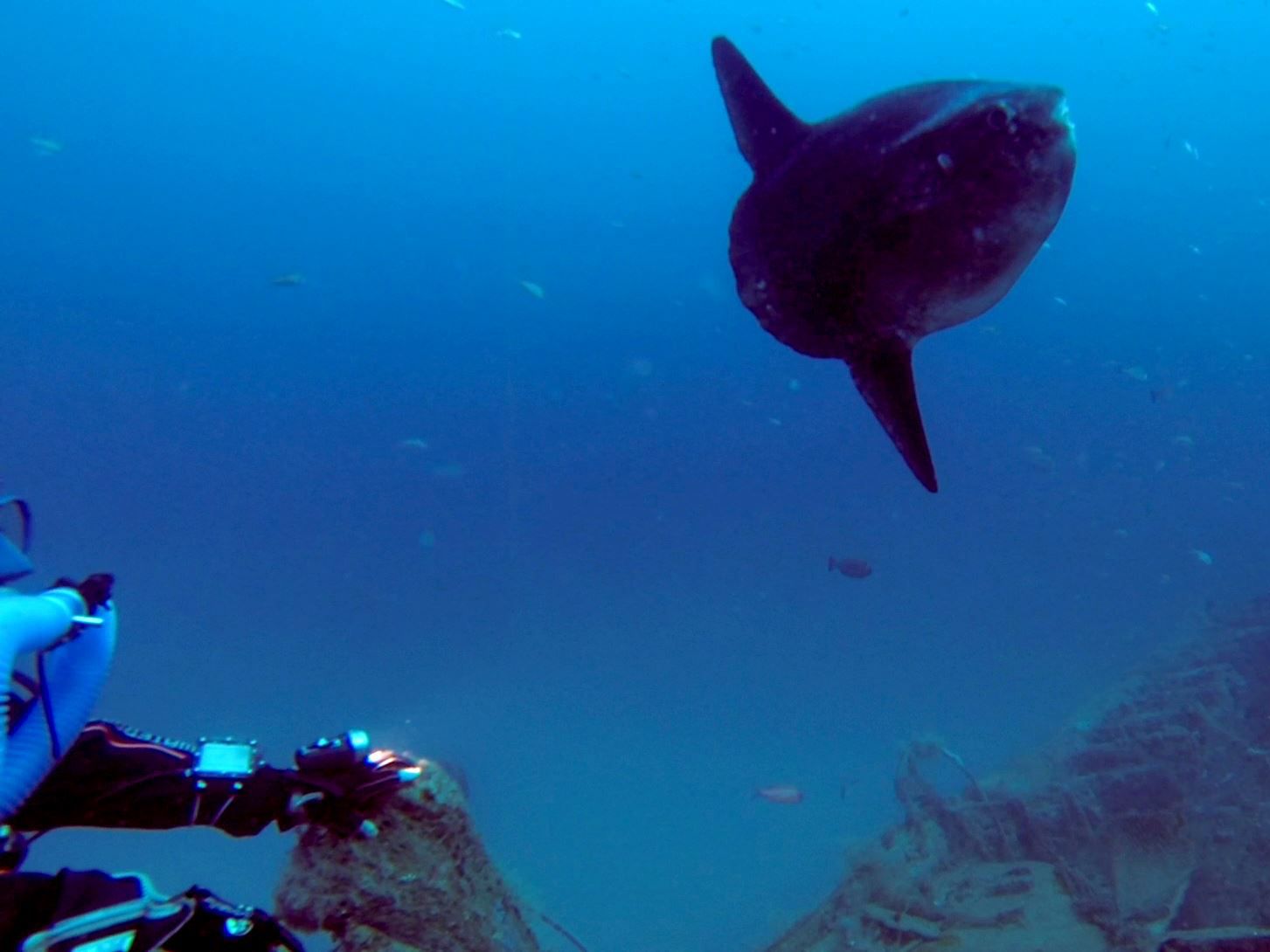 Plongée Epave le Bananier Poisson lune