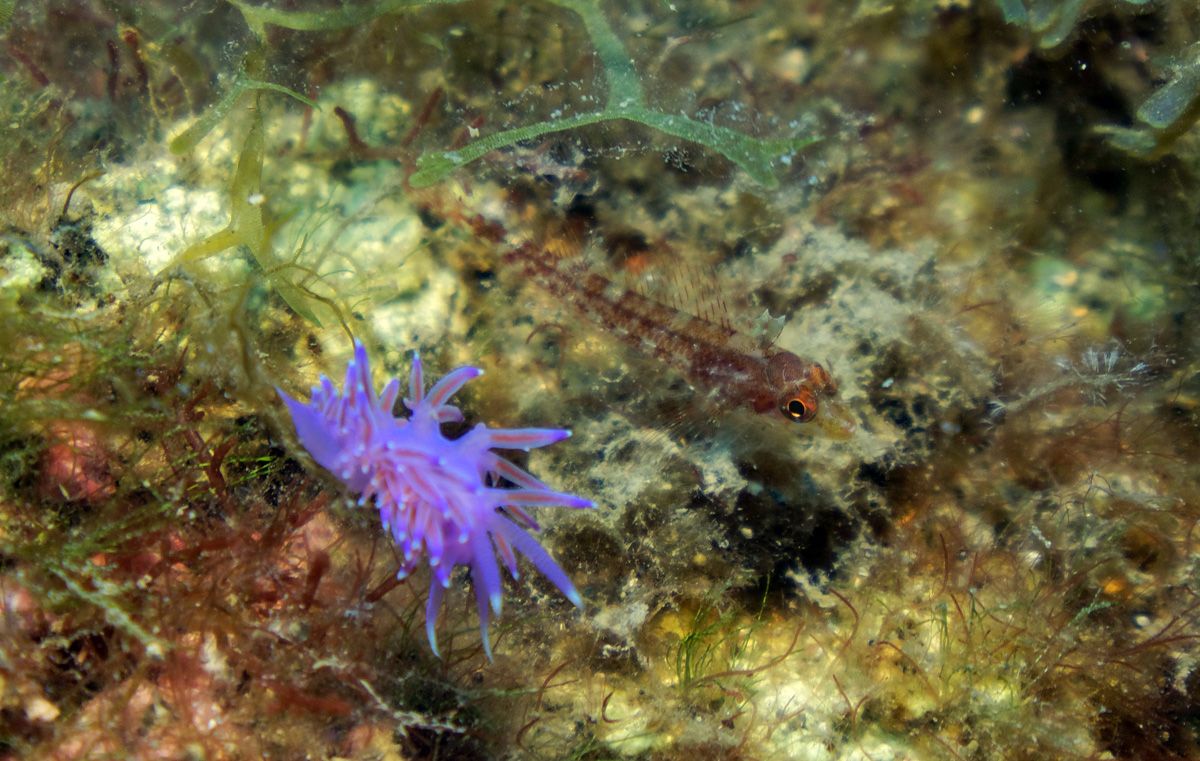 flabelline - Nudibranche réserve marine banyuls cerbère