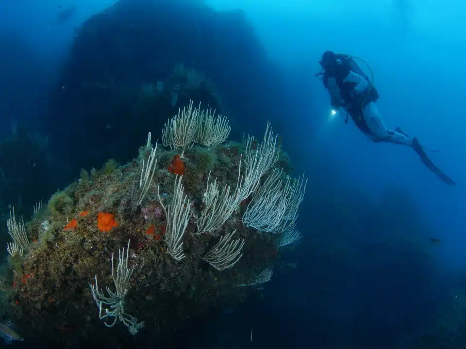 Formation Scuba School International (SSI)