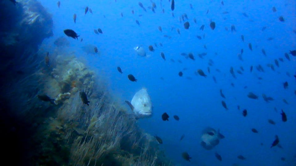 formations-loisir Mérou et castagnoles : réserve marine banyuls cerbère