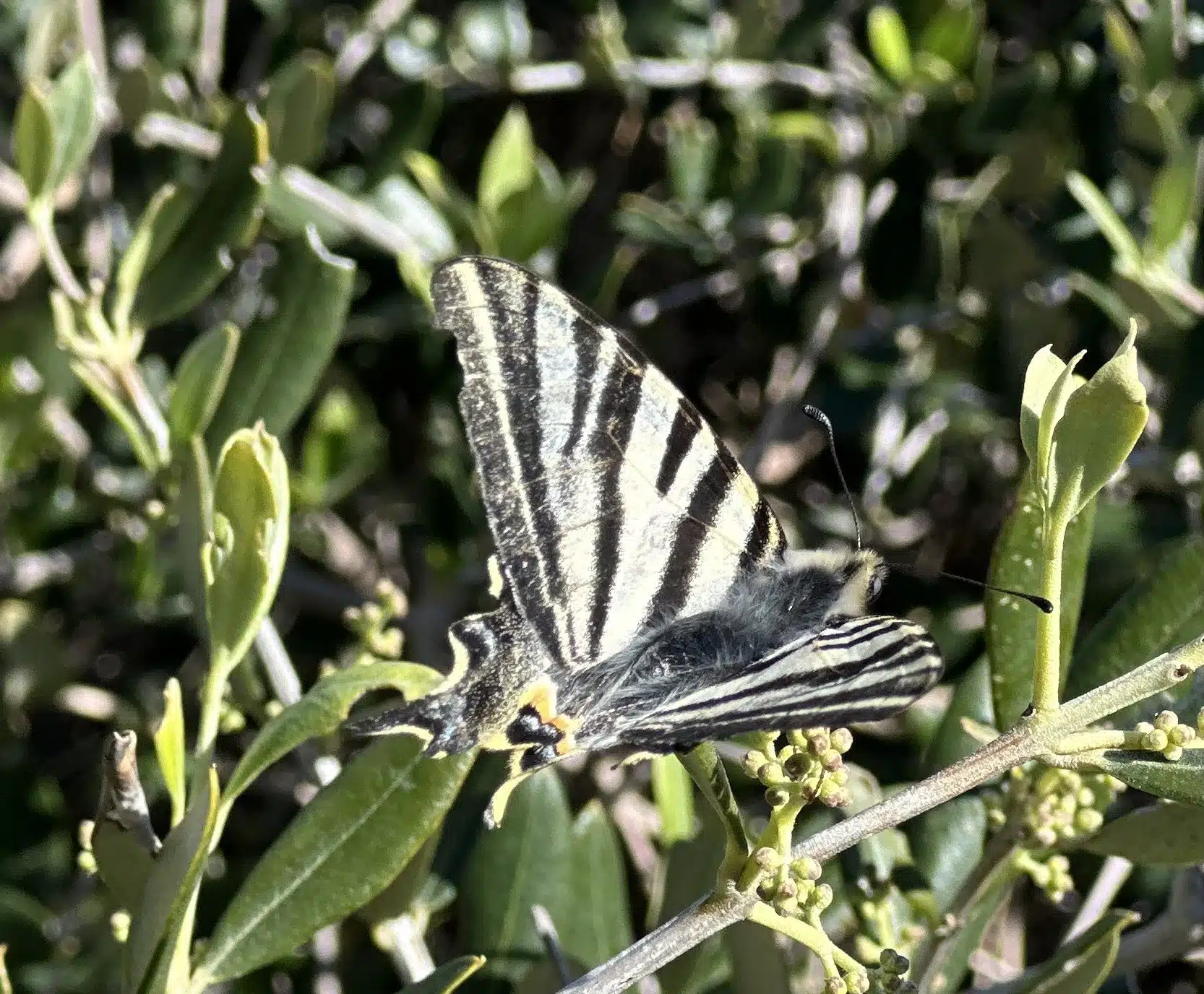 Papillon Grand Flambé