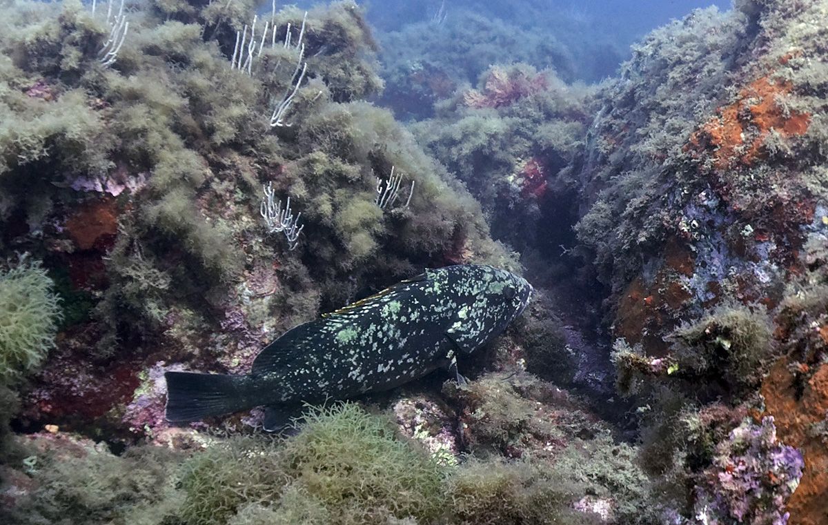 Mérou : réserve marine banyuls cerbère