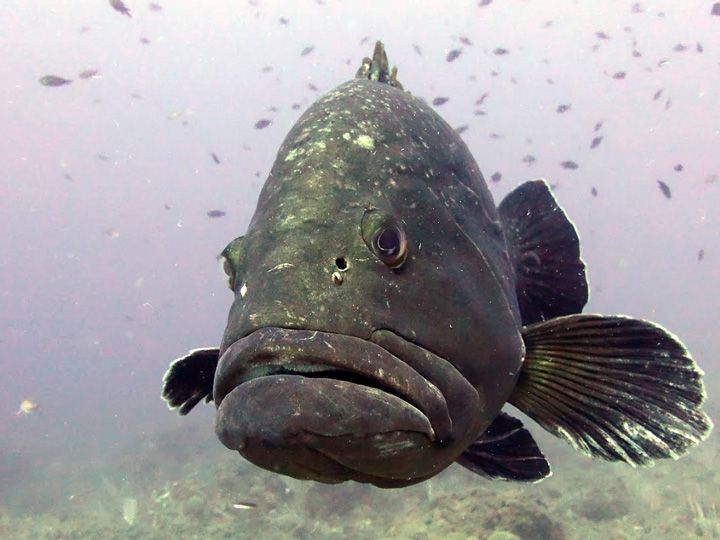 merou-reserve Mérou dans la réserve Marine