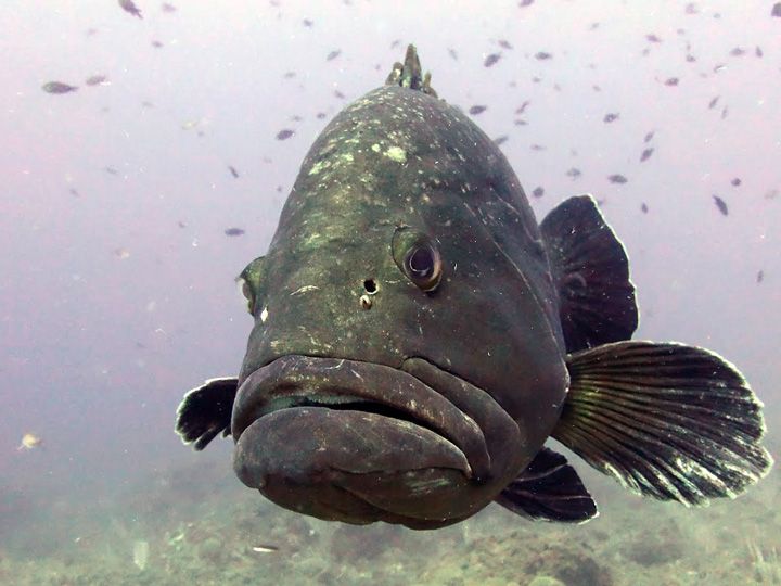 plongée exploration réserve Marine Cerbère-Banyuls