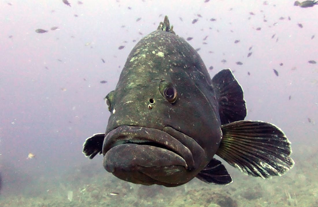 Mérou réserve naturelle marine de Cerbère-Banyuls, le dôme