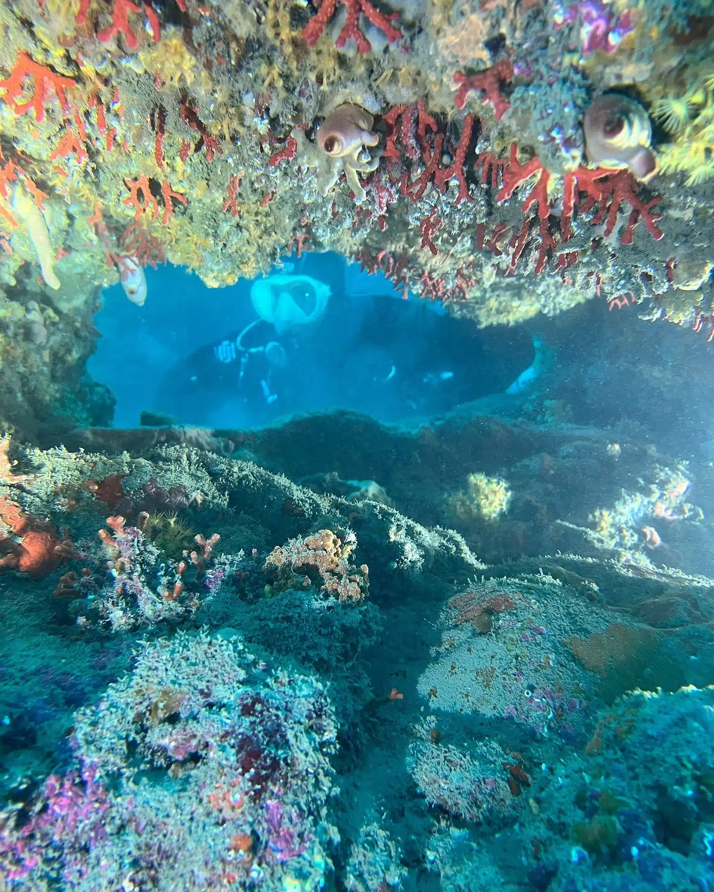 Centre d'activité plongée port-vendres - plongée dans la réserve marine coralligène