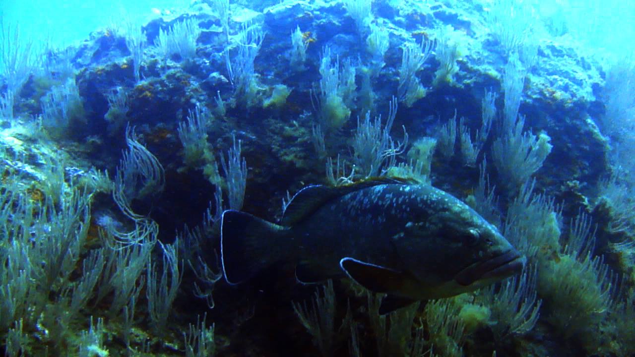 Plongée dans la Réserve Naturelle Marine Cerbère Banyuls Mérou réserve marine banyuls-cerbère