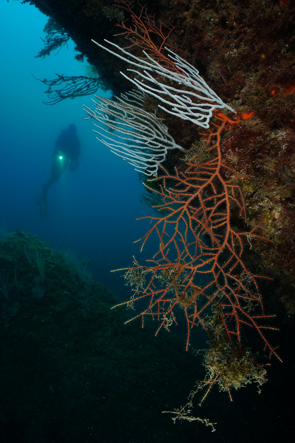 Plongée dans la réserve marine cerbère banyuls